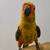 Sun Conure 2 thumbnail