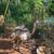 2 Gray Rhea's 2 thumbnail