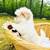 Purebred shi tzu teddy bears females 4 thumbnail