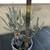 Blue chalk stick succulent in a pretty ceramic pot 4 thumbnail