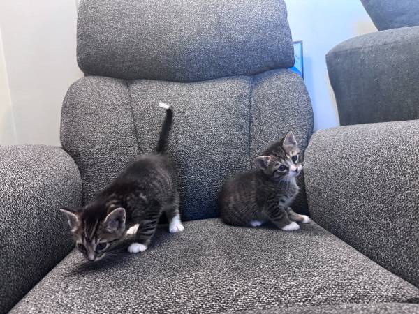 1 gatito macho busca buen hogar (Bronx)63699050637825121
