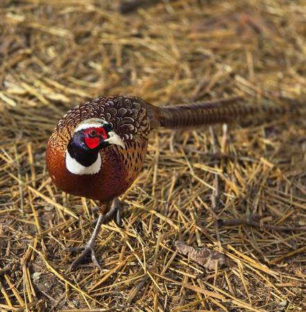 Adult Pheasants 1