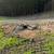 Lot clearing/thinning - Forestry work - Grading - Excavation 8 thumbnail