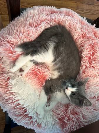 Gatita dulce de 1 año – Buscando un hogar tranquilo para toda la vida63618995083523122