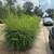 Lawn Mowing/Fall Clean Ups/Landscaping Projects 5 thumbnail