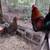 Hen and Rooster pair 4 thumbnail