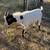 Dwarf Pygmy goats 4 thumbnail