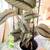 plant in a ceramic pot. 2 thumbnail