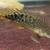 shortbody delhezi bichir fish 2 thumbnail