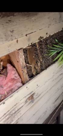 Honeybee Removal – Safe, Affordable & Experienced 1