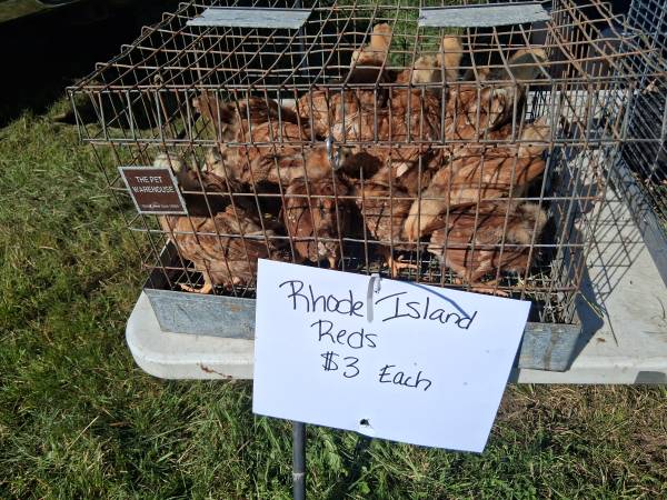 chickens 1