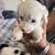 Puppy dog for sale 8 thumbnail