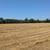 2025 Wheat Straw 3 thumbnail
