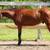 Young Mustang Gelding 4 thumbnail
