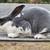 Standard Rex Male 1 thumbnail