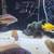 Cichlids 15 thumbnail
