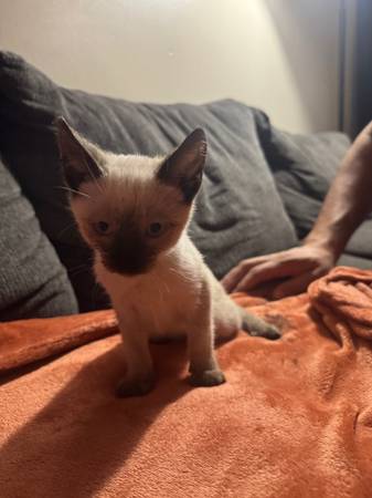 Siamese kitten 1