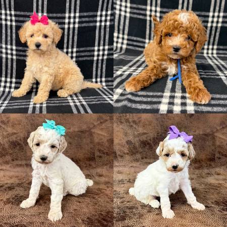 Puppies 1