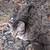 Cats 4 thumbnail