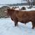 Red Angus Bulls for Rent 4 thumbnail