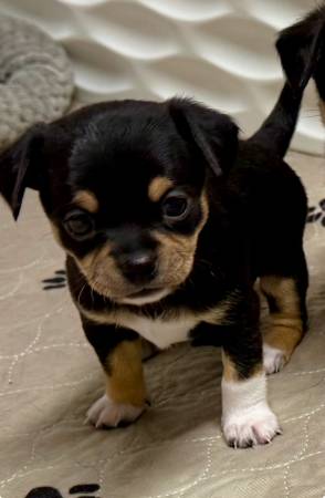 Cachorro de Chihuahua (Shepherd, TX)63859314508419120