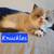 Persian Kittens 2 thumbnail