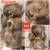 Collectables Figurines 4 thumbnail