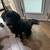 Aussie Labradoodle 1 thumbnail