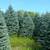 Christmas Trees    Fraser Fir on SALE 9 thumbnail