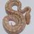 BALL PYTHONS 6 thumbnail