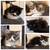 Persian kittens 1 thumbnail