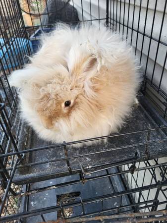 Angora Rabbit 1