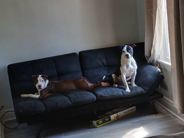 Pitbull Puppy63961118880131121