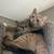 Cat 2 thumbnail