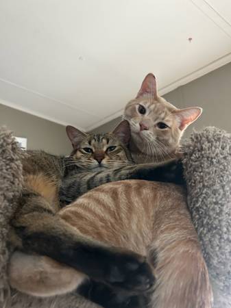 Gato (Enumclaw)502740882482145281