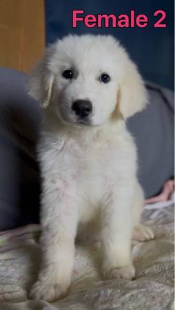 Great pyrenees 1