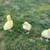 Organic-fed Young Adult Geese, Chinese White Geese and Emdden, eggs 5 thumbnail