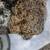 Dragonfly larva aka mosquito shark 3 thumbnail