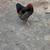 wyandotte Rooster 5 thumbnail