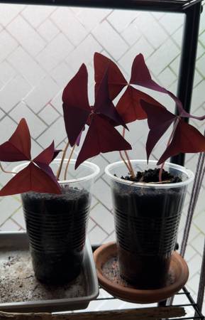 Oxalis triangularis starters  ONE LEFT 1