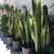 Sansevieria plant( Snake plant or Mother in law plant) 6 thumbnail