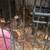 Chickens Available 4 thumbnail