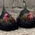 French Black Copper Marans 7 thumbnail