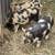 Kunekune Piglets 4 thumbnail