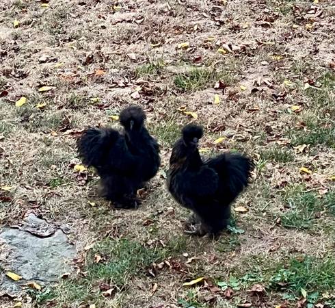 Silkie Rooster Free0 1