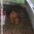 Bantam hen 3 thumbnail