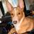 Cattle mix pup 1 thumbnail