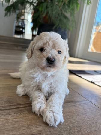 Maltipoo 1