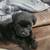 Maltipoo pup 2 thumbnail