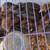 Easter Egger Chicks 1 thumbnail